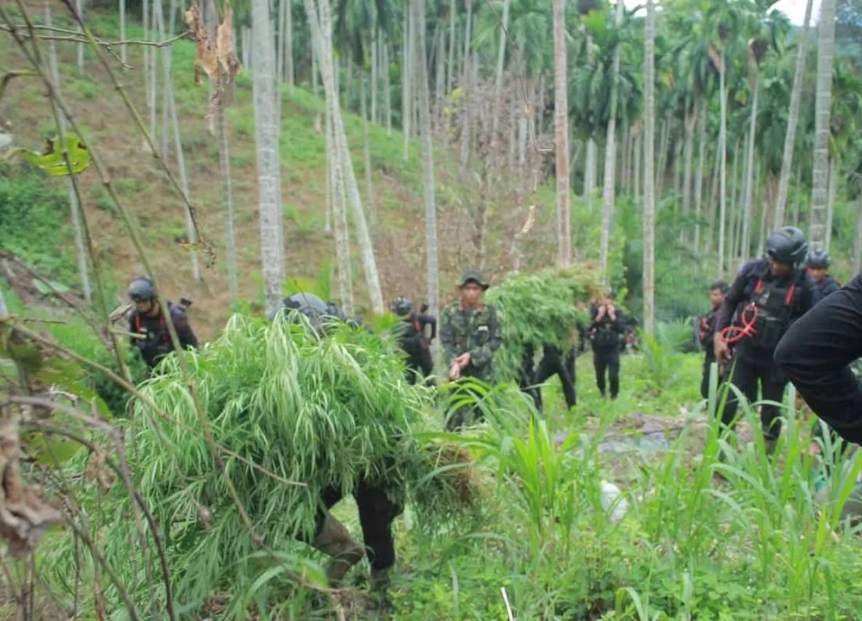 BNNP Aceh Ungkap Ladang Ganja Seluas 18 Hektare di Aceh Utara - BeritaWire.com